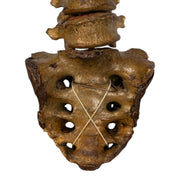 Real Human Spine and Sacrum - Articulated, Antique