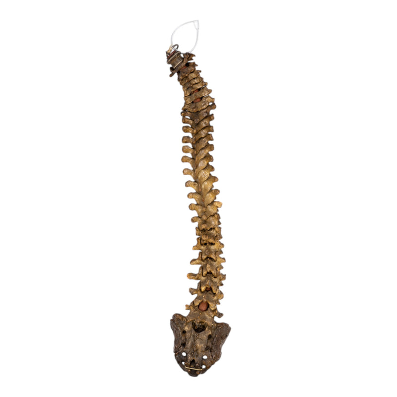 Real Human Spine and Sacrum - Articulated, Antique