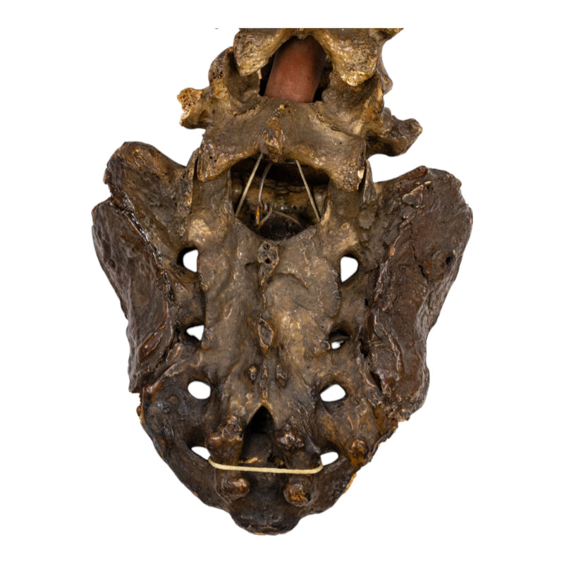 Real Human Spine and Sacrum - Articulated, Antique