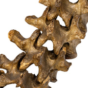 Real Human Spine and Sacrum - Articulated, Antique