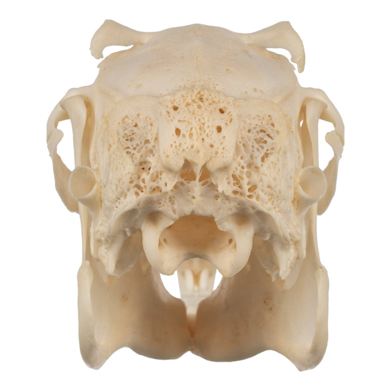 Real Jackrabbit Skull