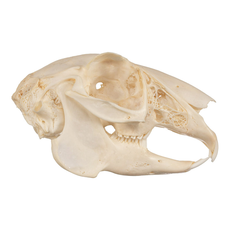 Real Jackrabbit Skull