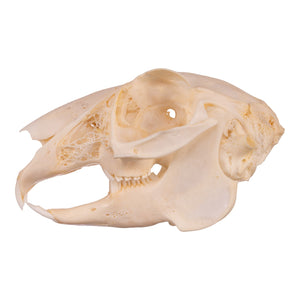 Real Jackrabbit Skull For Sale — Skulls Unlimited International, Inc.