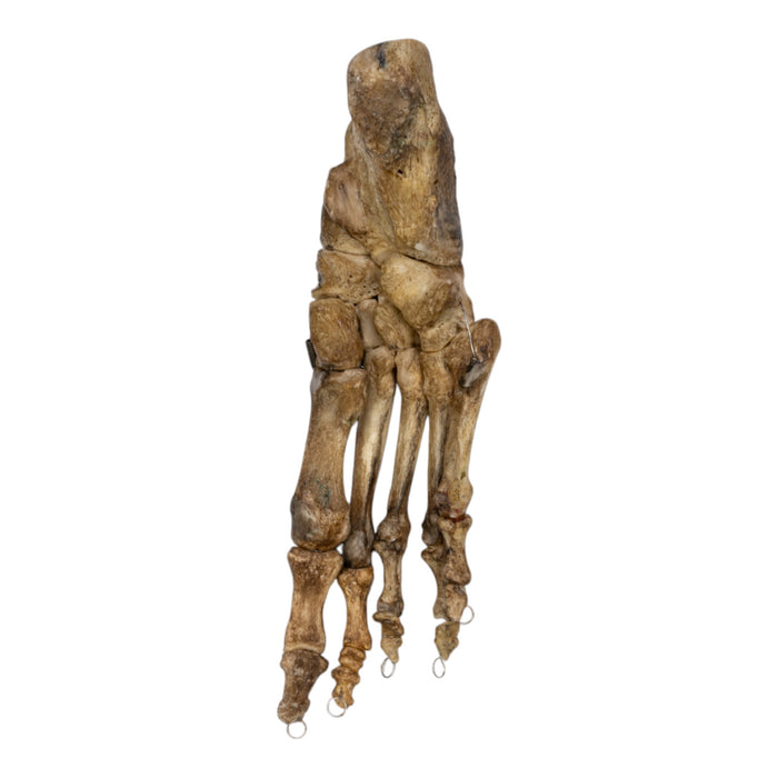 Real Human Foot - Articulated, Antique