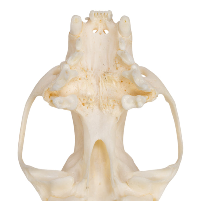 Real American Mink Skull - Pathology