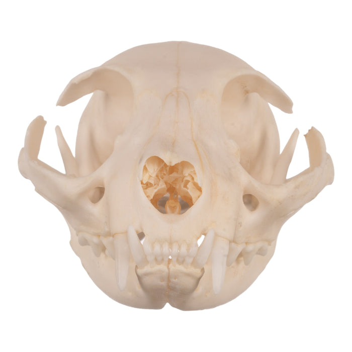 Real Domestic Cat Skull