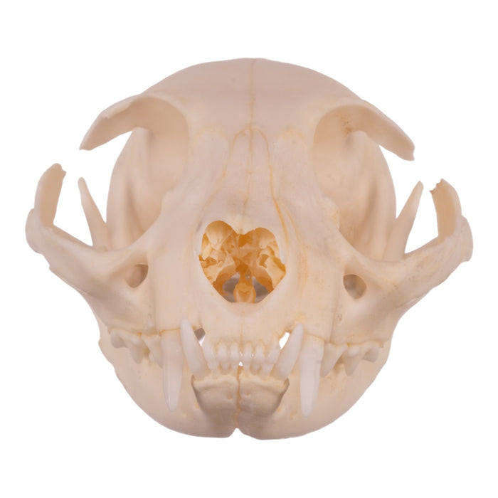 Real Domestic Cat Skull