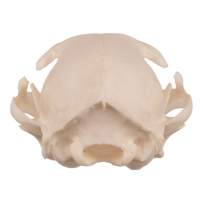 Real Domestic Cat Skull