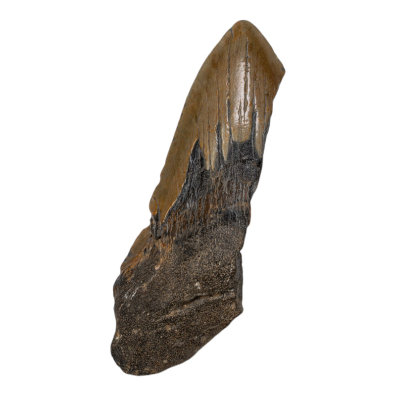 Real Megalodon Tooth - Half