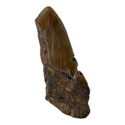 Real Megalodon Tooth - Half