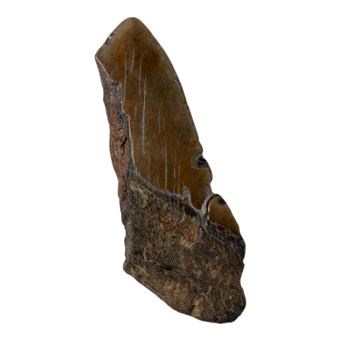 Real Megalodon Tooth - Half
