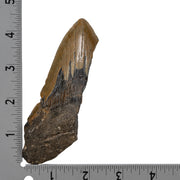 Real Megalodon Tooth - Half
