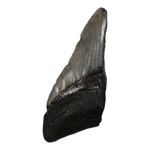 Real Megalodon Tooth - Half