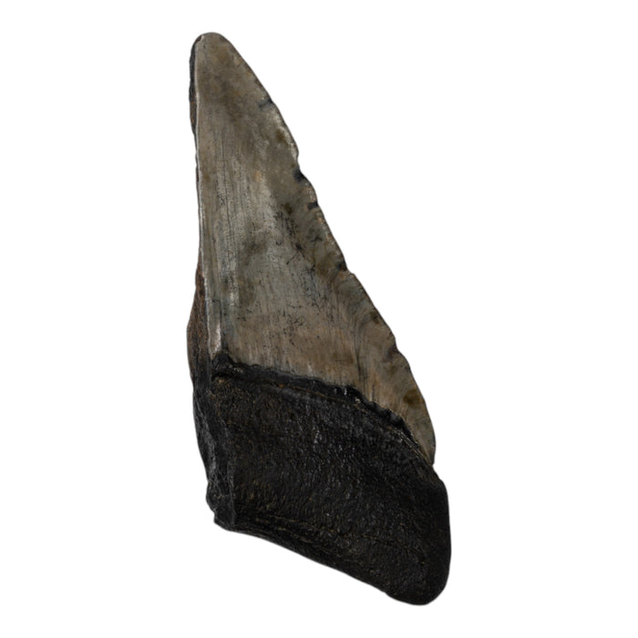 Real Megalodon Tooth - Half