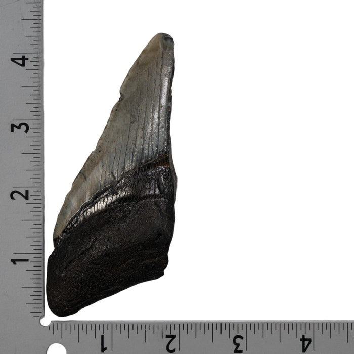 Real Megalodon Tooth - Half