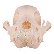 Real Domestic Dog Skull - Underbite