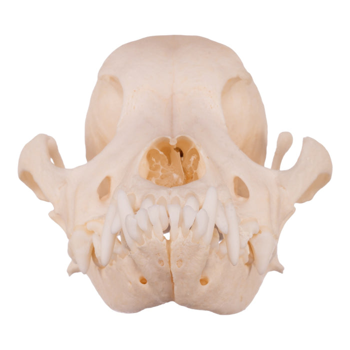 Real Domestic Dog Skull - Underbite