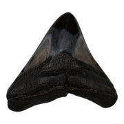 Real Megalodon Tooth
