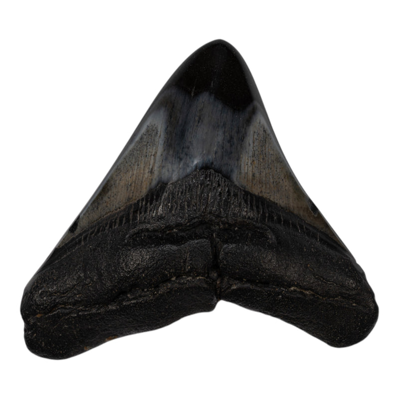 Real Megalodon Tooth