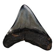 Real Megalodon Tooth