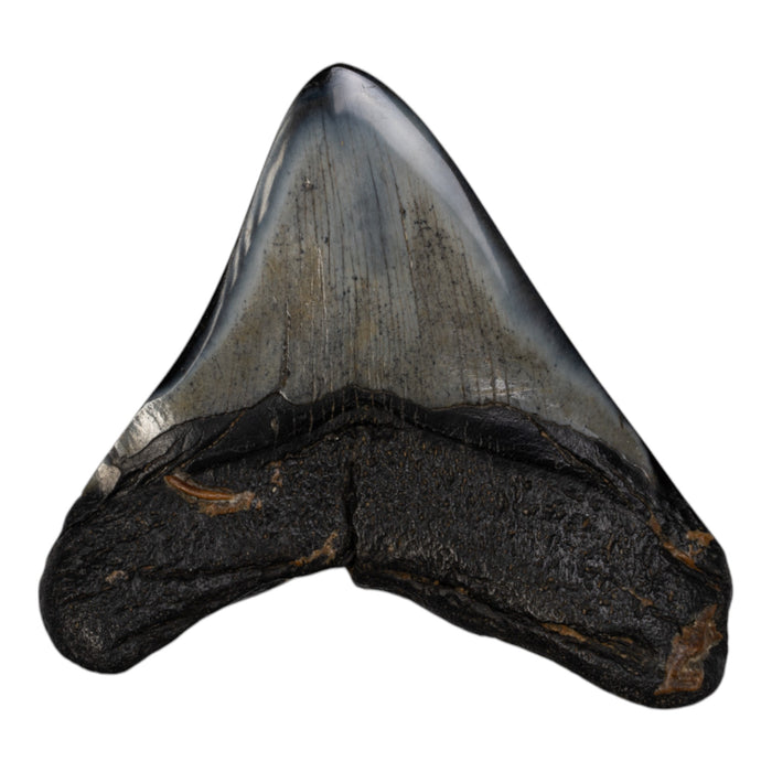 Real Megalodon Tooth