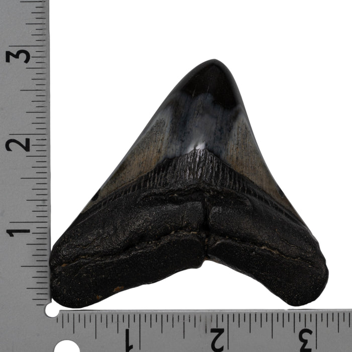 Real Megalodon Tooth