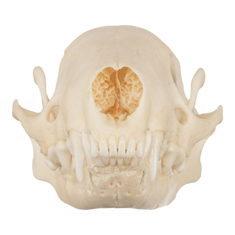 Real Striped Skunk Skull