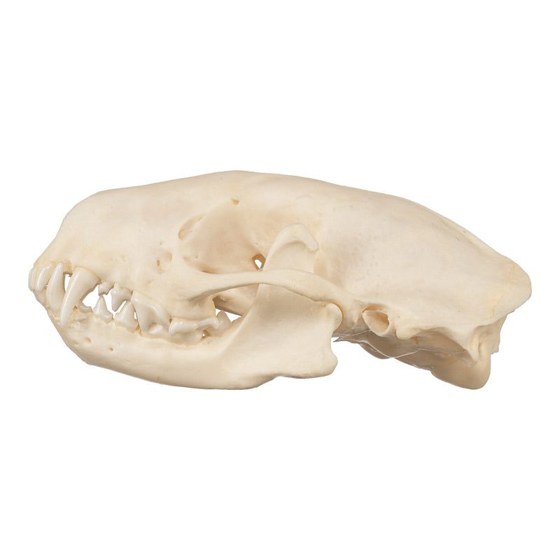 Real Striped Skunk Skull