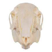 Real Cottontail Rabbit Skull
