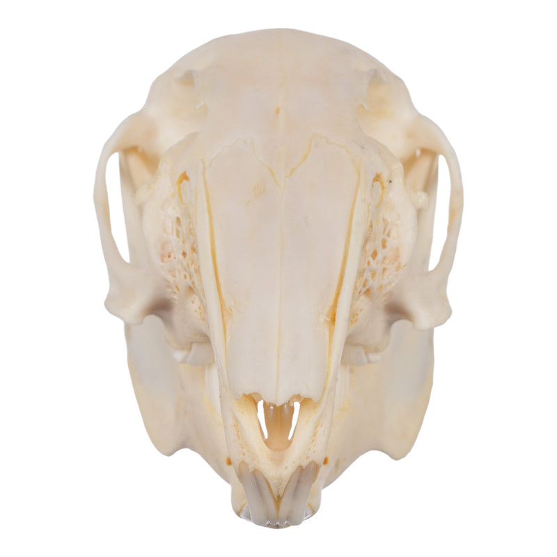Real Cottontail Rabbit Skull