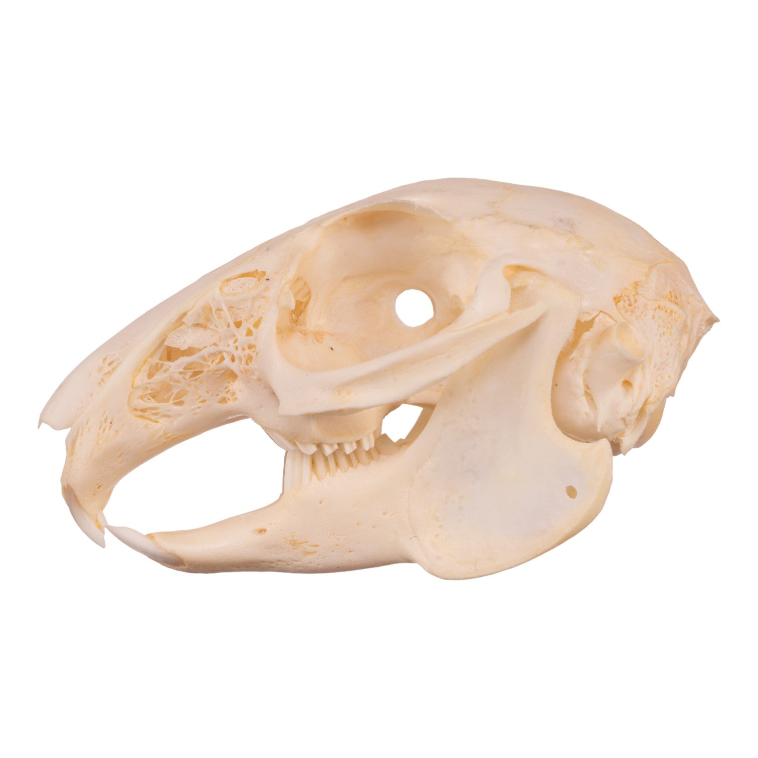 Real Rabbit Skull Real Cottontail Rabbit Skull For Sale — Skulls Unlimited International ...