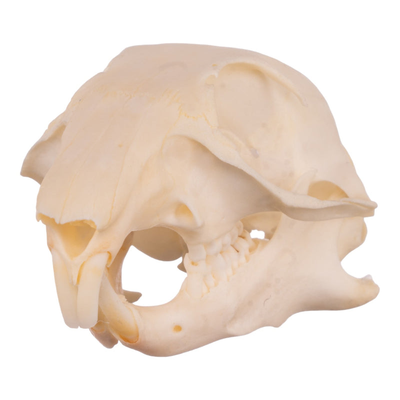 Real Ground Squirrel Skull
