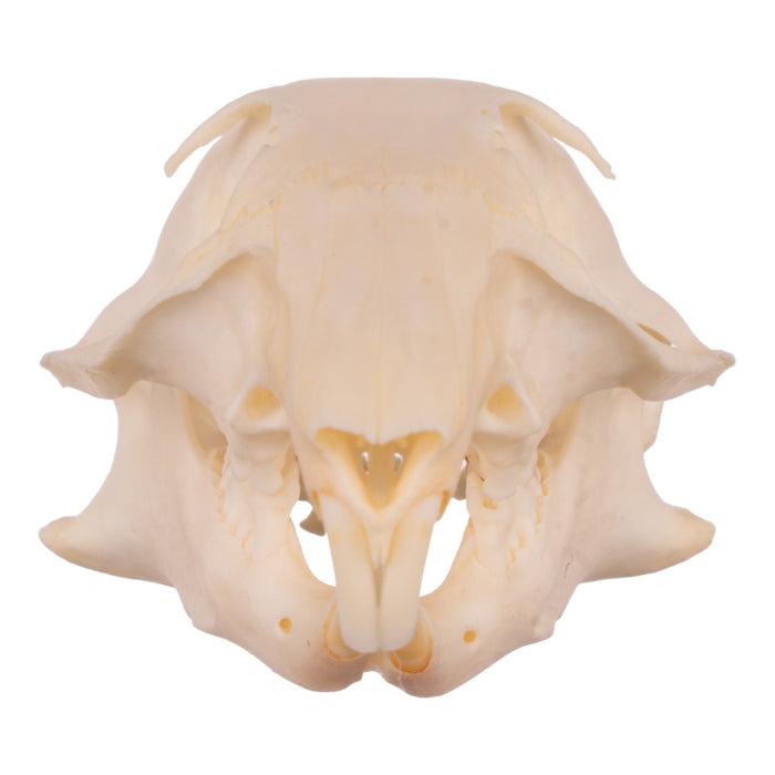 Real Ground Squirrel Skull