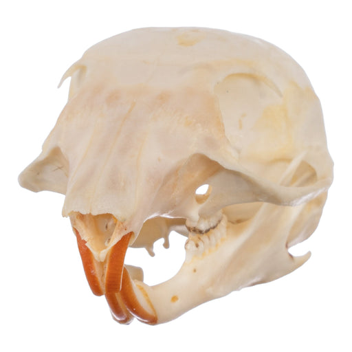 Real Chipmunk Skull