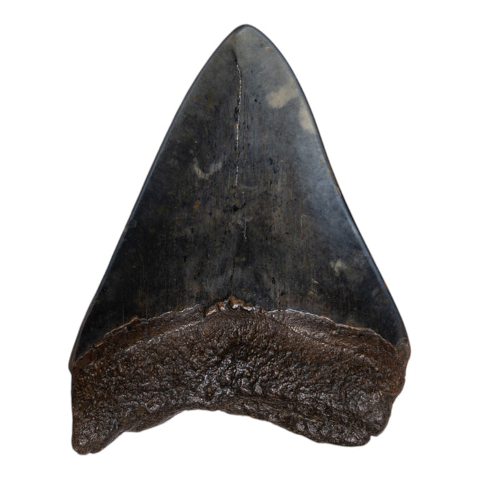 Real Megalodon Tooth