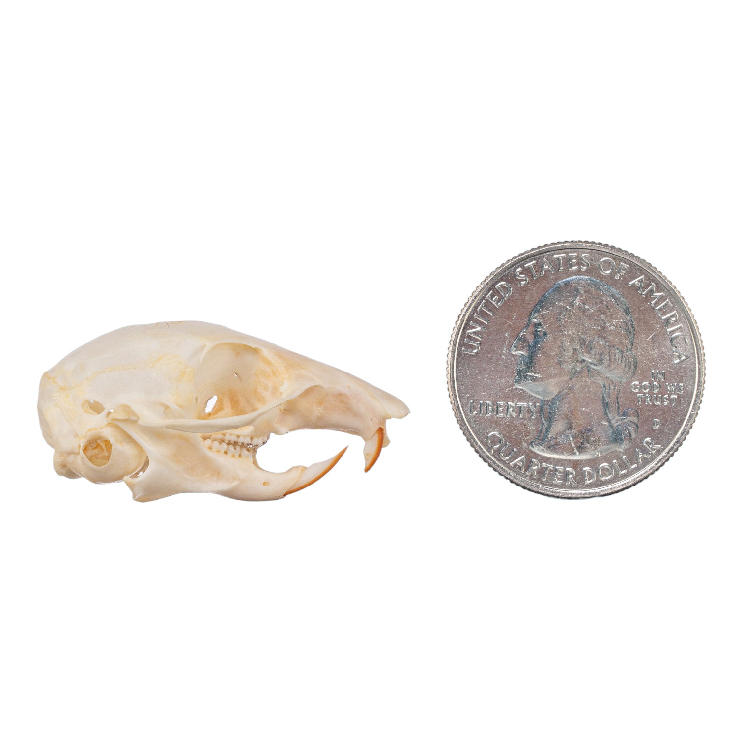 Real Chipmunk Skull For Sale — Skulls Unlimited International, Inc.