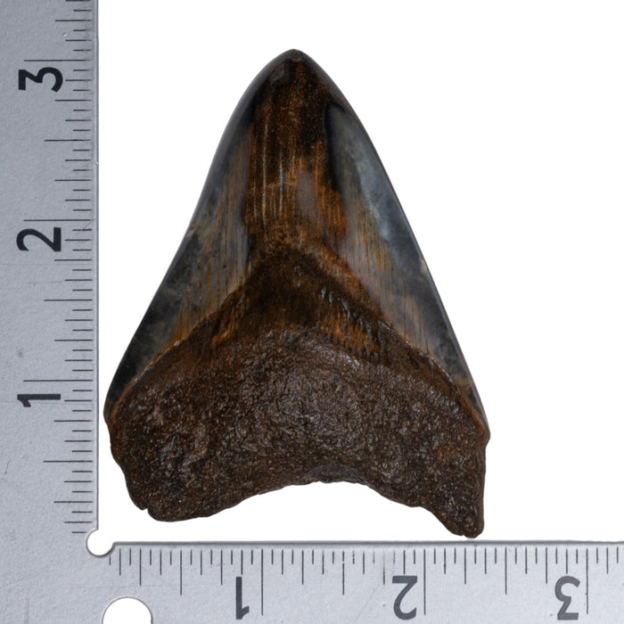 Real Megalodon Tooth