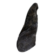 Real Megalodon Tooth - Half