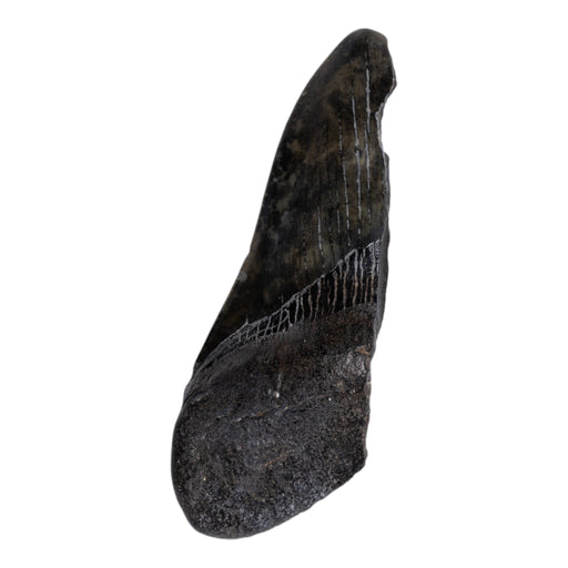 Real Megalodon Tooth - Half