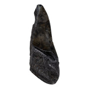 Real Megalodon Tooth - Half