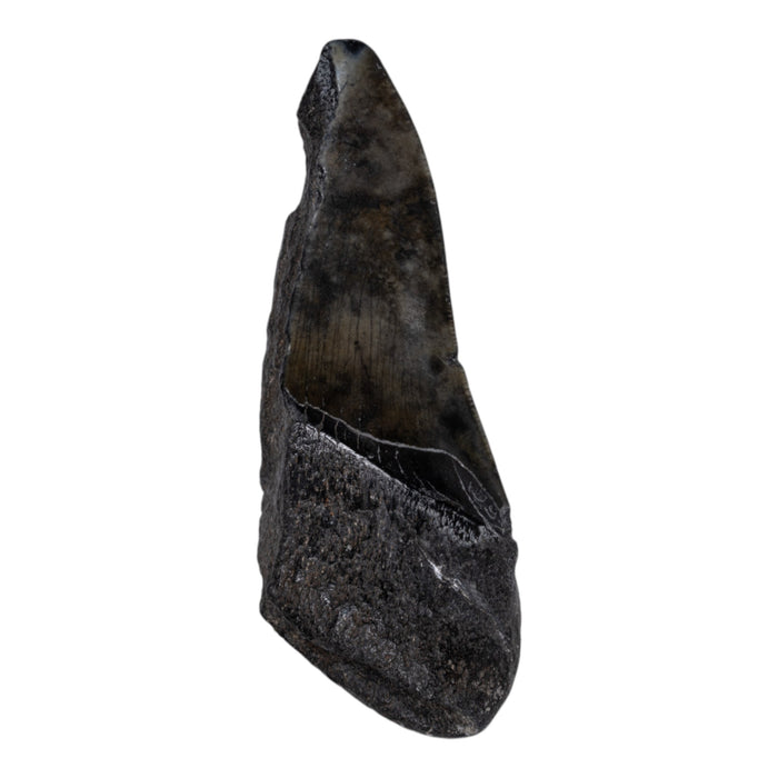 Real Megalodon Tooth - Half