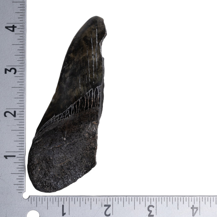Real Megalodon Tooth - Half