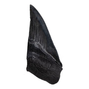 Real Megalodon Tooth - Half