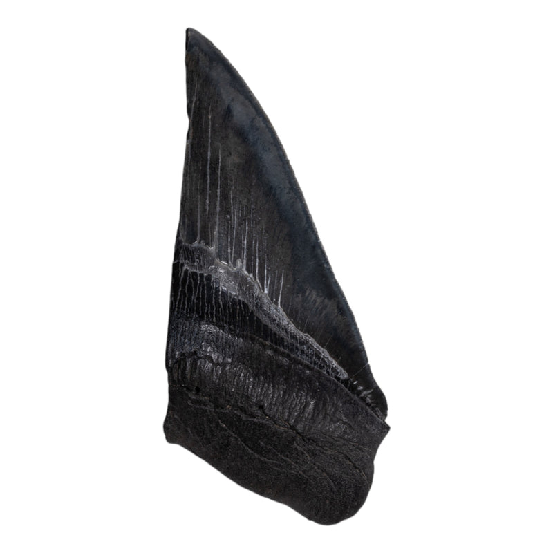 Real Megalodon Tooth - Half
