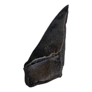 Real Megalodon Tooth - Half