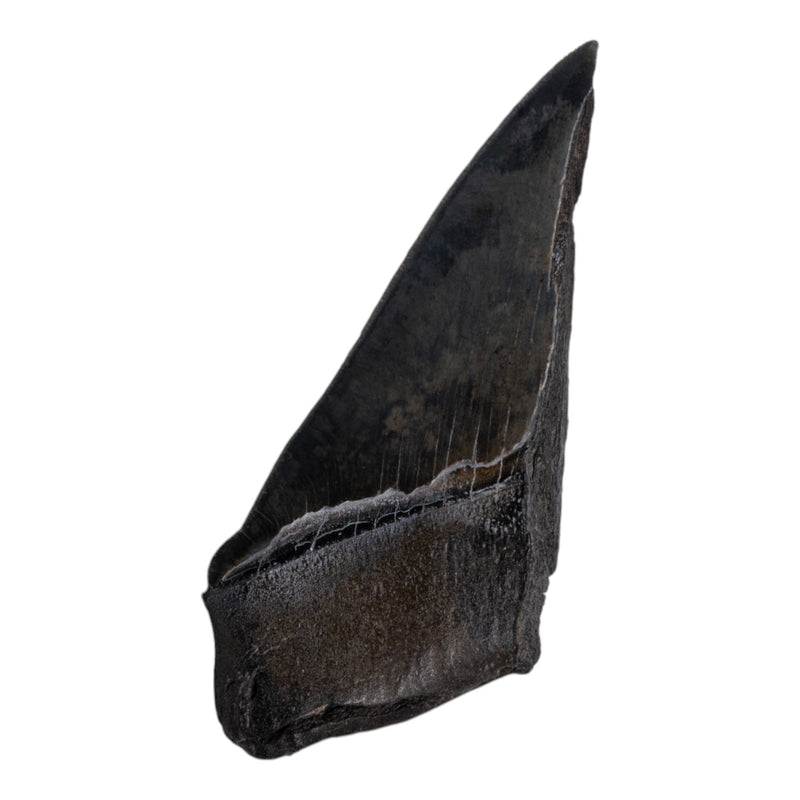Real Megalodon Tooth - Half