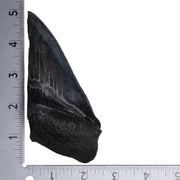 Real Megalodon Tooth - Half