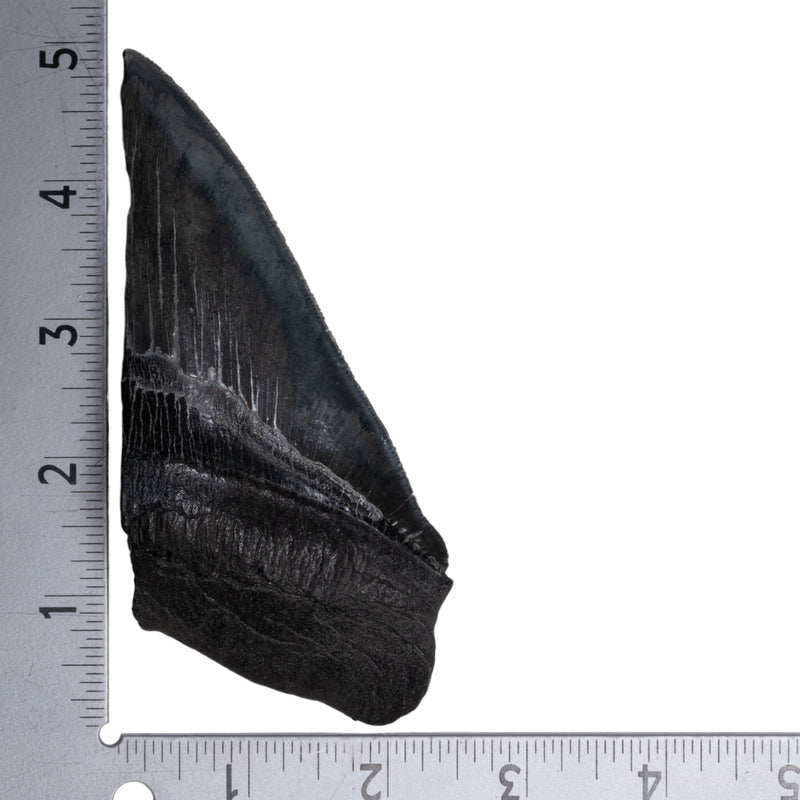 Real Megalodon Tooth - Half
