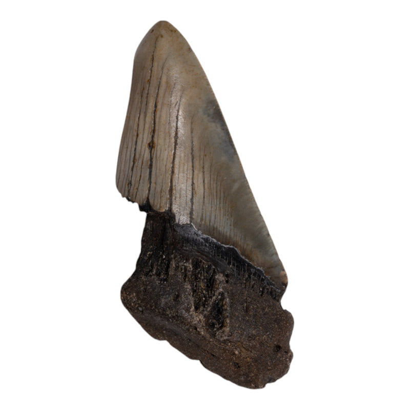 Real Megalodon Tooth - Half