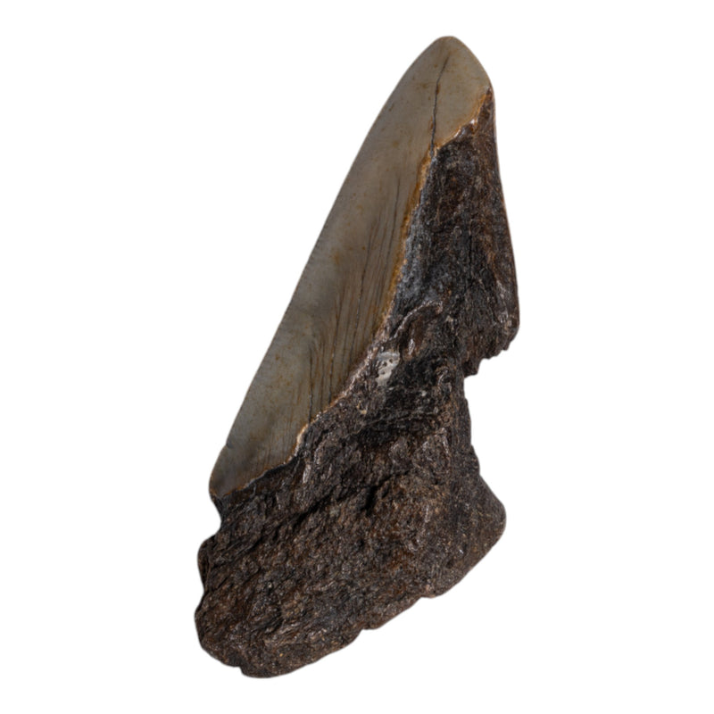 Real Megalodon Tooth - Half